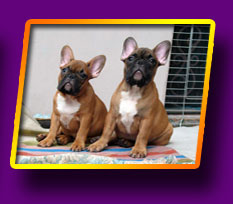 french bulldog, Litter 