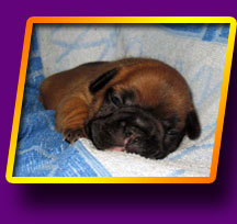 french bulldog, Litter 