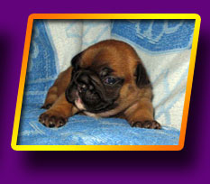 french bulldog, Litter 