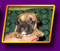 french bulldog, Litter 