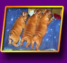 french bulldog, Litter 