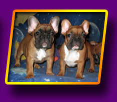 french bulldog, Litter 