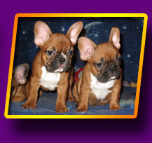 french bulldog, Litter 