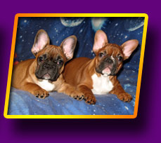 french bulldog, Litter 