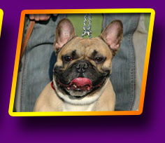 french bulldog Banderos Lord Kron Vekar