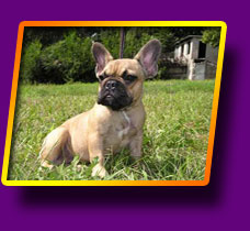 french bulldog Focus Kron Vekar