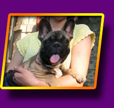 french bulldog Fantastic Sonet Kron Vekar