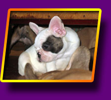 french bulldog Feya Fortuna Kron Vekar