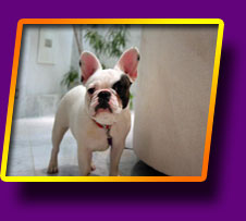 french bulldog Feya Fortuna Kron Vekar