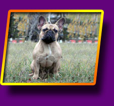 french bulldog Focus Kron Vekar