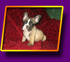 french bulldog Flibustier Kron Vekar
