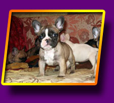 french bulldog Flibustier Kron Vekar