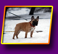 french bulldog Grossa Bis Kron Vekar