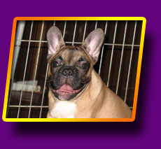 french bulldog Gran-Pri Kron Vekar