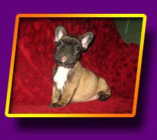 french bulldog Gammi Lima Kron Vekar