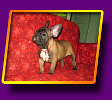 french bulldog Gammi Lima Kron Vekar