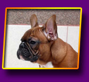 french bulldog Jackpot Kron Vekar