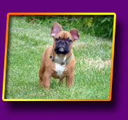 french bulldog Joel Kron Vekar