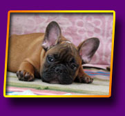 french bulldog Jeremy Kron Vekar