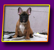 french bulldog Jeremy Kron Vekar