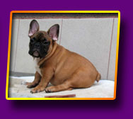 french bulldog Jeremy Kron Vekar