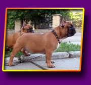 french bulldog Jeremy Kron Vekar