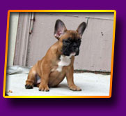french bulldog Jasmin Kron Vekar