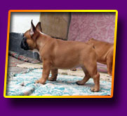 french bulldog Jasmin Kron Vekar
