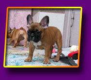 french bulldog Jasmin Kron Vekar