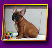 french bulldog Jackpot Kron Vekar