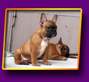 french bulldog Janita Kron Vekar