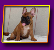 french bulldog Janita Kron Vekar