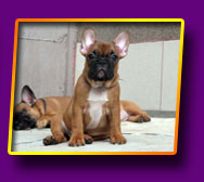 french bulldog Janita Kron Vekar