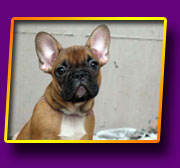 french bulldog Janita Kron Vekar