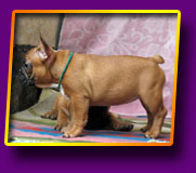 french bulldog Juna Kron Vekar