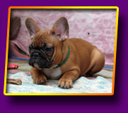 french bulldog Juna Kron Vekar