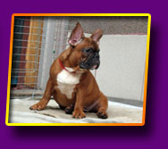 french bulldog Jackpot Kron Vekar