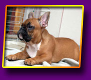 french bulldog Jolly Kron Vekar