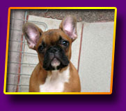 french bulldog Jolly Kron Vekar