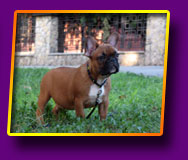 french bulldog Jolly Kron Vekar