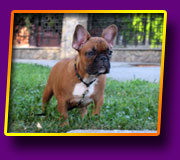 french bulldog Jolly Kron Vekar