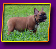 french bulldog Jolly Kron Vekar