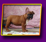 french bulldog Jackpot Kron Vekar