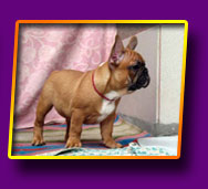 french bulldog Joel Kron Vekar