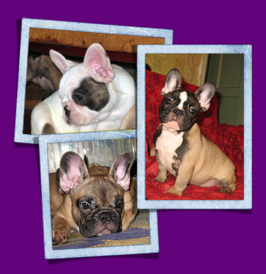 French bulldog - Last litters