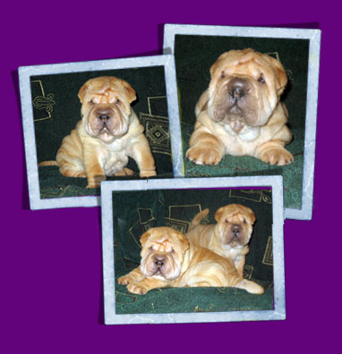 Shar pei - Last litters
