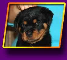 rottweiler Eros Kron Vekar