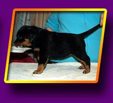 rottweiler Enigma Kron Vekar