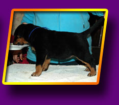 rottweiler Enigma Kron Vekar