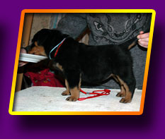 rottweiler Elektra Kron Vekar